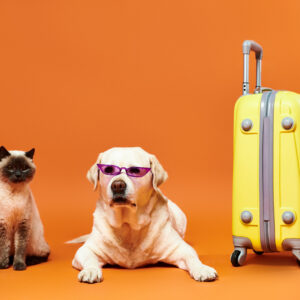 Conoce-como-viajar-con-mascpta-cyber.cl